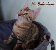 2021-06-03-3-mois-Bedondaine-chaton-bengal-3