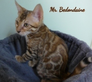 2021-06-03-3-mois-Bedondaine-chaton-bengal-4