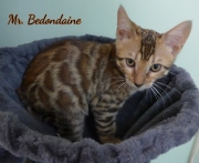 2021-06-03-3-mois-Bedondaine-chaton-bengal-5