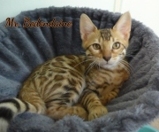 2021-06-03-3-mois-Bedondaine-chaton-bengal-6