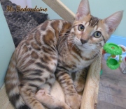 2021-06-18-3-mois-et-demi-Bedondaine-chaton-bengal-1