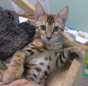 2021-06-18-3-mois-et-demi-Bedondaine-chaton-bengal-2