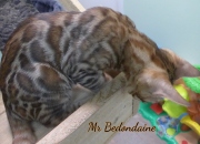 2021-06-18-3-mois-et-demi-Bedondaine-chaton-bengal-3