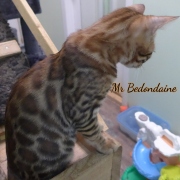 2021-06-18-3-mois-et-demi-Bedondaine-chaton-bengal-4