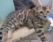 2021-06-18-3-mois-et-demi-Bedondaine-chaton-bengal-5