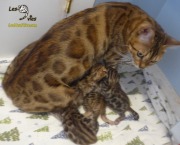 2021-03-16-2-semaines-LaRibouldingue-chatons-bengals-2