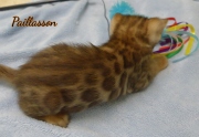 2021-04-19-7-semaines-Paillasson-chaton-bengal-1