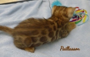 2021-04-19-7-semaines-Paillasson-chaton-bengal-2