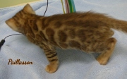 2021-04-19-7-semaines-Paillasson-chaton-bengal-3