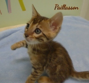 2021-04-19-7-semaines-Paillasson-chaton-bengal-5