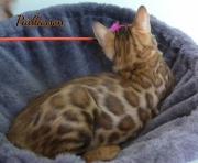 2021-06-03-3-mois-Paillasson-chaton-bengal-1