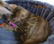 2021-06-03-3-mois-Paillasson-chaton-bengal-2