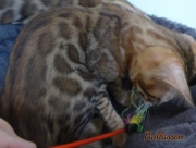 2021-06-03-3-mois-Paillasson-chaton-bengal-3