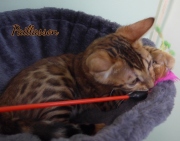 2021-06-03-3-mois-Paillasson-chaton-bengal-4