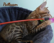 2021-06-03-3-mois-Paillasson-chaton-bengal-5