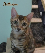 2021-06-18-3-mois-et-demi-Paillasson-chaton-bengal-1