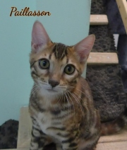 2021-06-18-3-mois-et-demi-Paillasson-chaton-bengal-1