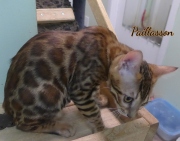 2021-06-18-3-mois-et-demi-Paillasson-chaton-bengal-2