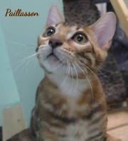 2021-06-18-3-mois-et-demi-Paillasson-chaton-bengal-3