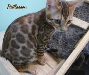 2021-06-18-3-mois-et-demi-Paillasson-chaton-bengal-4