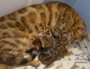 1_2021-03-16-2-semaines-LaRibouldingue-chatons-bengals-3