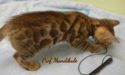 1_2021-04-19-7-semaines-ProfMandibule-chaton-bengal-1