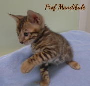 1_2021-04-19-7-semaines-ProfMandibule-chaton-bengal-2