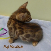 1_2021-04-19-7-semaines-ProfMandibule-chaton-bengal-3