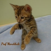 1_2021-04-19-7-semaines-ProfMandibule-chaton-bengal-5