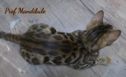 2021-06-03-3-mois-Mandibule-chaton-bengal-1