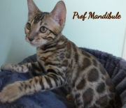 2021-06-03-3-mois-Mandibule-chaton-bengal-2