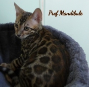 2021-06-03-3-mois-Mandibule-chaton-bengal-3