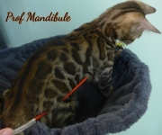 2021-06-03-3-mois-Mandibule-chaton-bengal-4