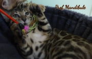 2021-06-03-3-mois-Mandibule-chaton-bengal-5