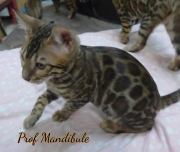 2021-06-18-3-mois-et-demi-Mandibule-chaton-bengal-1