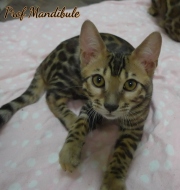 2021-06-18-3-mois-et-demi-Mandibule-chaton-bengal-3