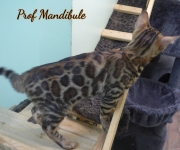 2021-06-18-3-mois-et-demi-Mandibule-chaton-bengal-4