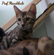 2021-06-18-3-mois-et-demi-Mandibule-chaton-bengal-5