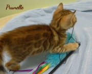 2021-04-19-7-semaines-Prunelle-chaton-bengal-3