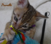 2021-04-19-7-semaines-Prunelle-chaton-bengal-4