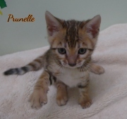 2021-04-19-7-semaines-Prunelle-chaton-bengal-5