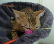 2021-06-03-3-mois-Prunelle-chaton-bengal-1