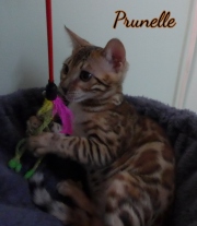 2021-06-03-3-mois-Prunelle-chaton-bengal-2