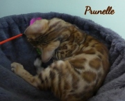 2021-06-03-3-mois-Prunelle-chaton-bengal-3