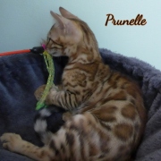 2021-06-03-3-mois-Prunelle-chaton-bengal-4