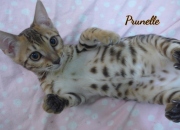 2021-06-18-3-mois-et-demi-Prunelle-chaton-bengal-1