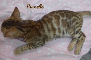 2021-06-18-3-mois-et-demi-Prunelle-chaton-bengal-2