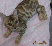 2021-06-18-3-mois-et-demi-Prunelle-chaton-bengal-3