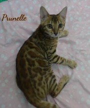 2021-06-18-3-mois-et-demi-Prunelle-chaton-bengal-4