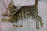 2021-06-18-3-mois-et-demi-Prunelle-chaton-bengal-5